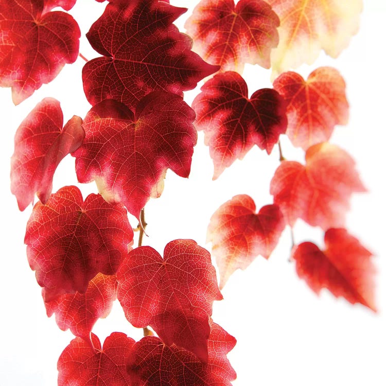 Red Leaves