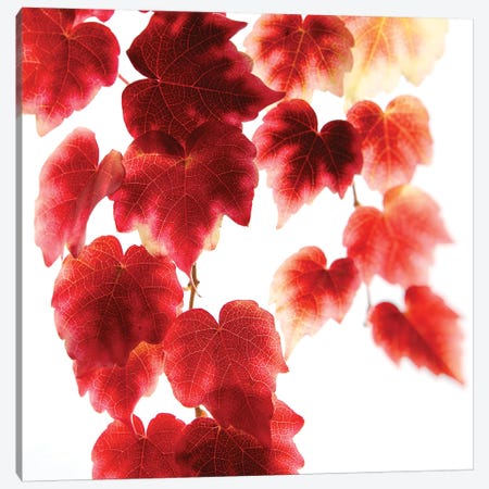 Red Leaves Canvas Print #RBM54} by Ros Berryman Canvas Art Print