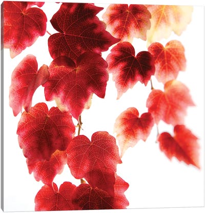 Red Leaves Canvas Art Print - Ros Berryman