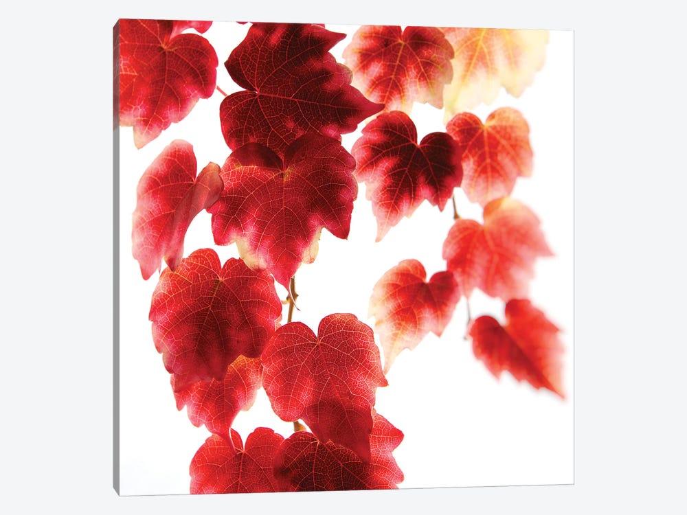 Red Leaves by Ros Berryman 1-piece Art Print