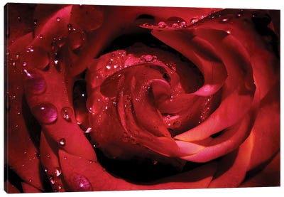 Red Rose Canvas Art Print - Rose Art