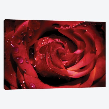 Red Rose Canvas Print #RBM55} by Ros Berryman Art Print