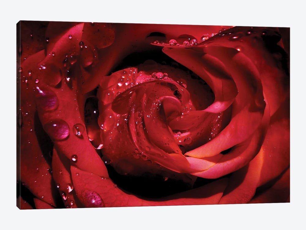 Red Rose by Ros Berryman 1-piece Canvas Artwork