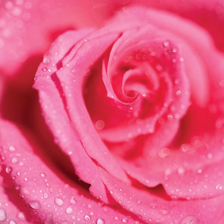 Rose And Raindrops