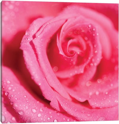 Rose And Raindrops Canvas Art Print - Ros Berryman