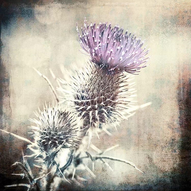 Scottish Thistle by Ros Berryman wall art