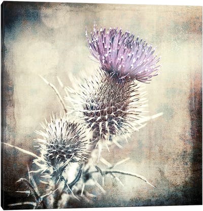 Scottish Thistle Canvas Art Print - Ros Berryman