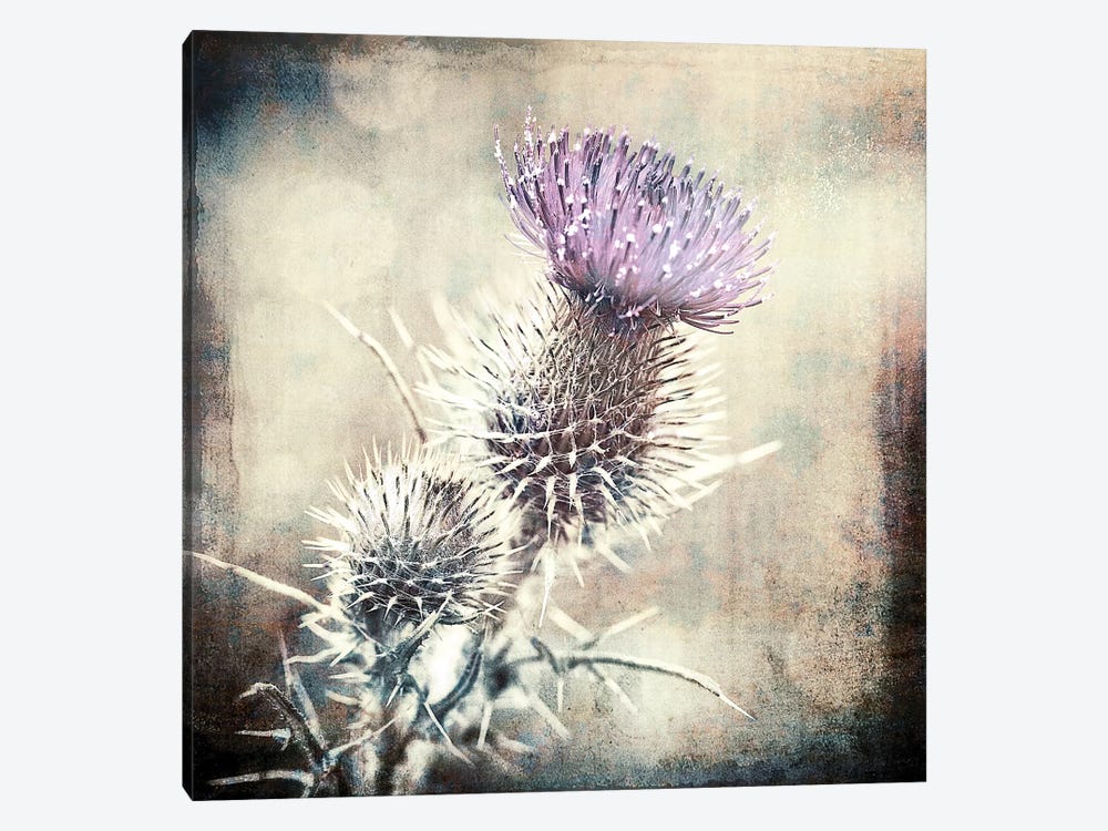 Scottish Thistle by Ros Berryman 1-piece Canvas Wall Art