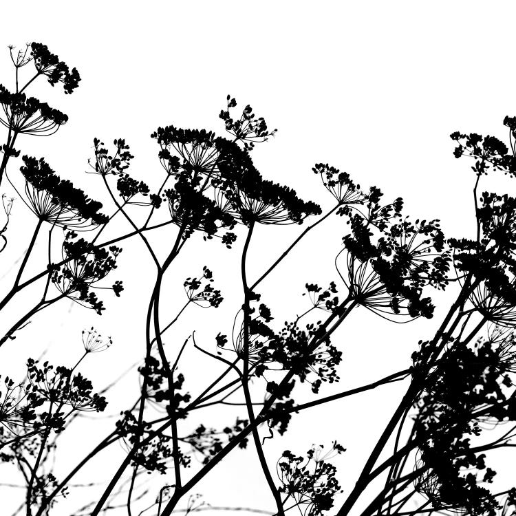 Seedhead Silhouette