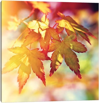 Autumn Sunshine Canvas Art Print