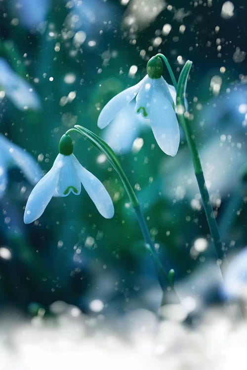 Snowdrops by Ros Berryman wall art