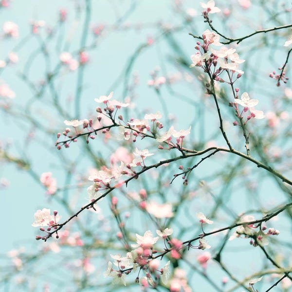 Cherry Blossoms: Spring Blossom by Ros Berryman