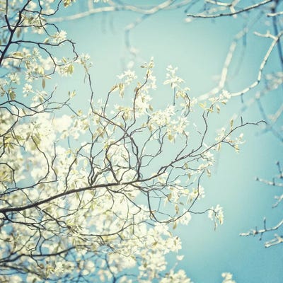 Spring Light by Ros Berryman framed canvas print