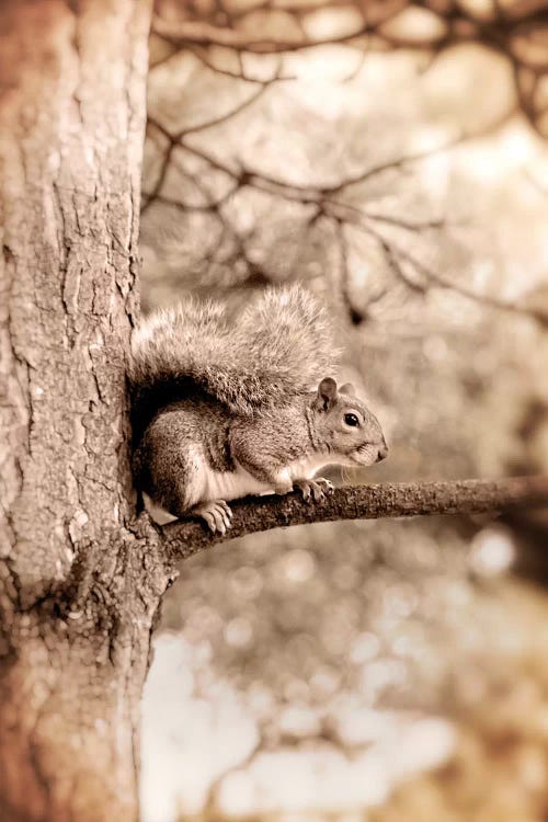 Squirrel by Ros Berryman wall art