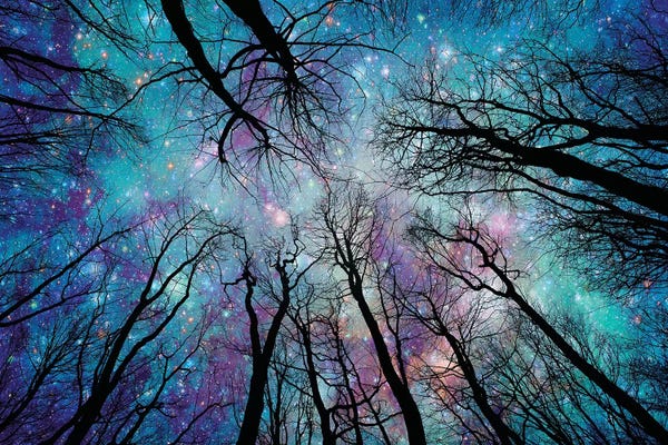 Large Photography - Canvas Prints: Starlight by Ros Berryman