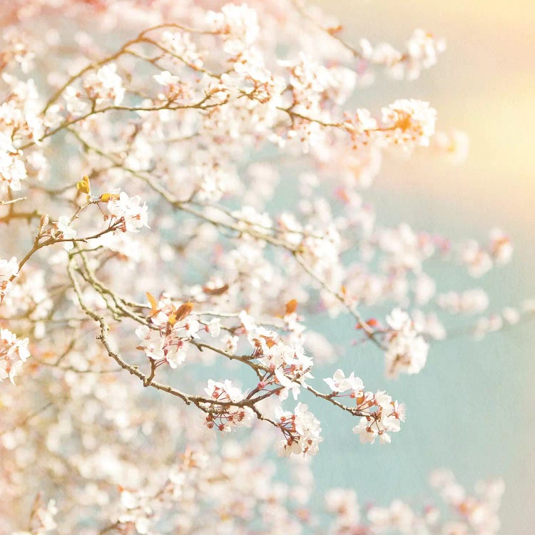 Sunlit Blossom by Ros Berryman wall art