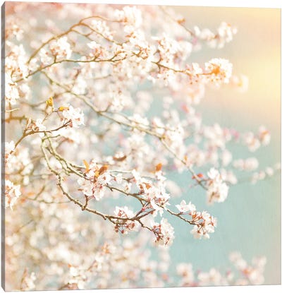 Sunlit Blossom Canvas Art Print - Cherry Blossom Art