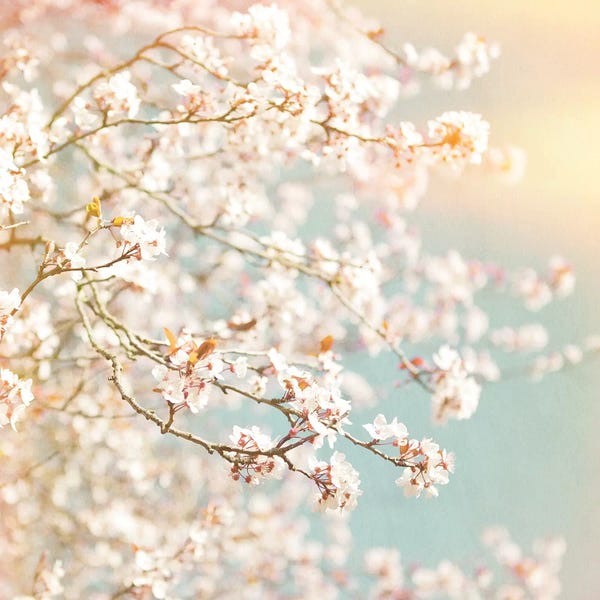 Blossoms: Sunlit Blossom by Ros Berryman