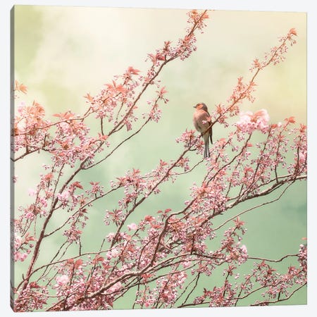 Bird With Cherry Blossom Canvas Print #RBM6} by Ros Berryman Canvas Art Print