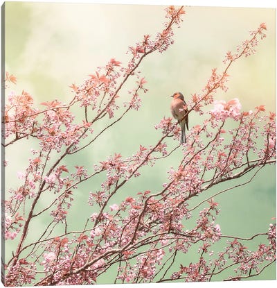 Bird With Cherry Blossom Canvas Art Print - Cherry Blossom Art