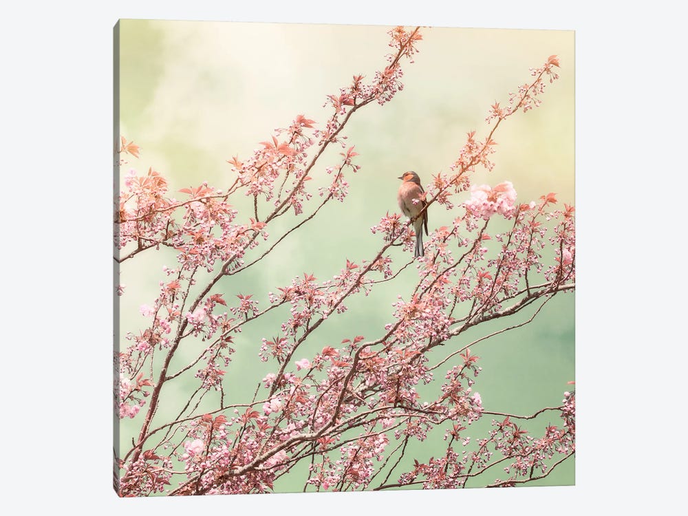 Bird With Cherry Blossom by Ros Berryman 1-piece Canvas Print