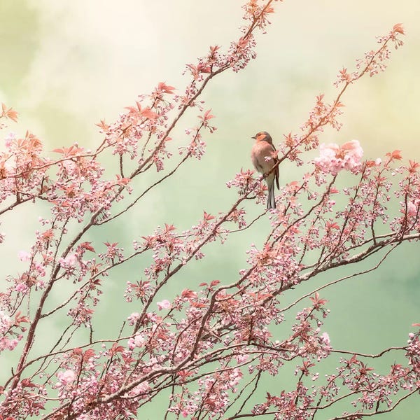 Blossoms: Bird With Cherry Blossom by Ros Berryman
