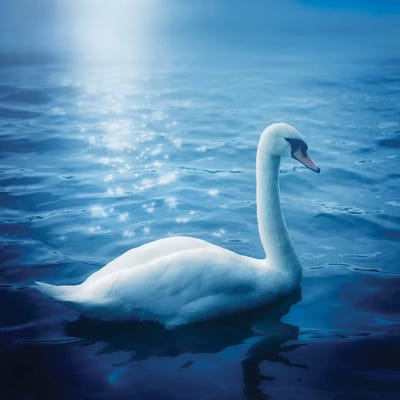 Swan And Starbursts by Ros Berryman metal wall art