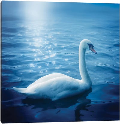 Swan And Starbursts Canvas Art Print - Ros Berryman