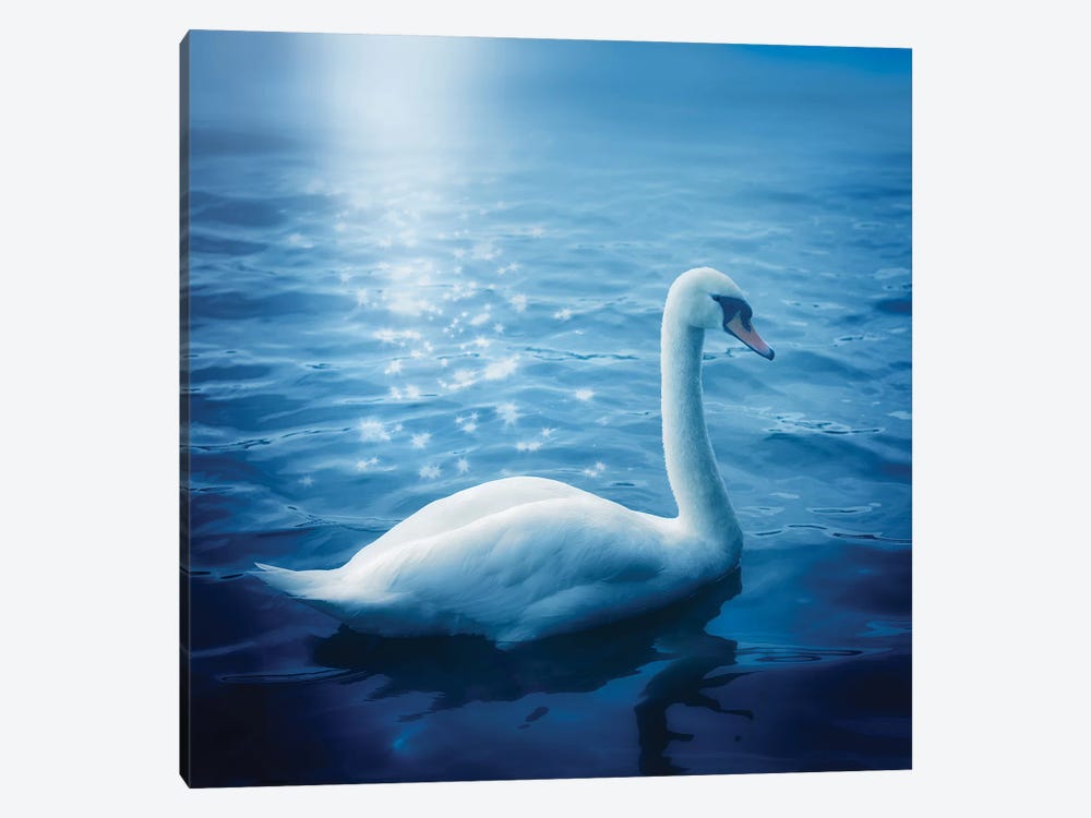 Swan And Starbursts by Ros Berryman 1-piece Canvas Art Print