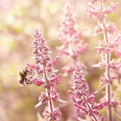 Sweet Nectar by Ros Berryman canvas print