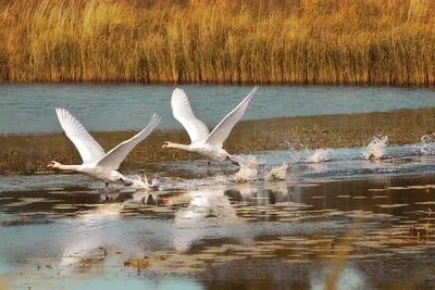 Taking Off by Ros Berryman framed canvas print