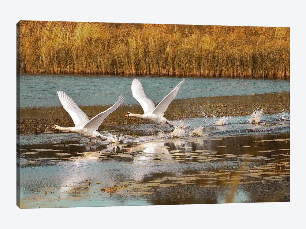 Taking Off by Ros Berryman 1-piece Canvas Art Print