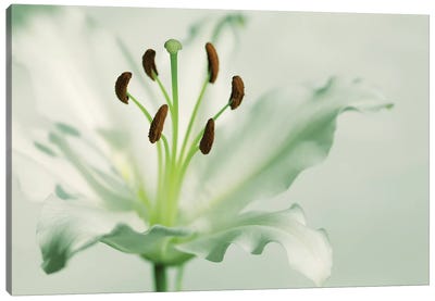 White Lily Canvas Art Print - Lily Art