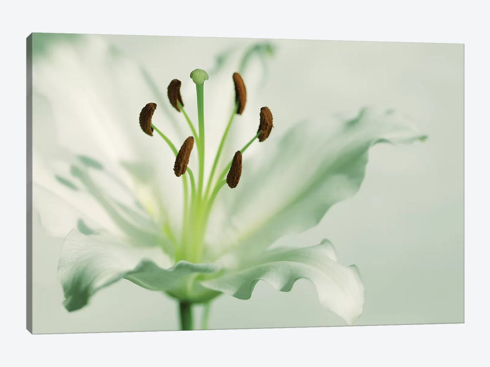 White Lily by Ros Berryman 1-piece Art Print