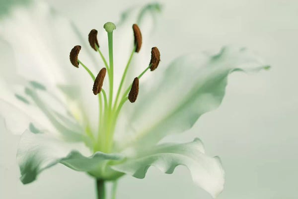 Easter: White Lily by Ros Berryman