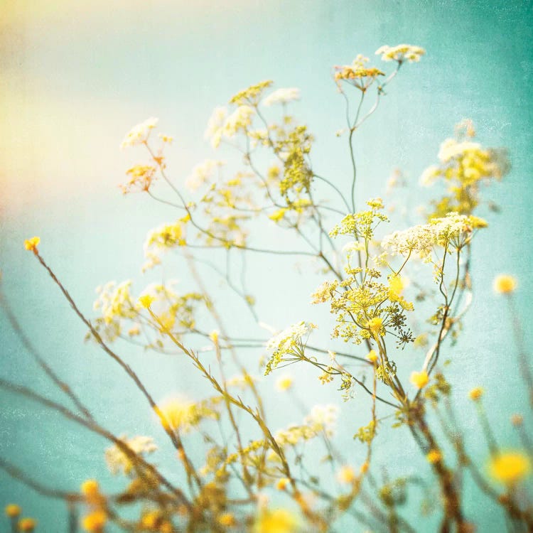 Wildflower Tangle by Ros Berryman wall art