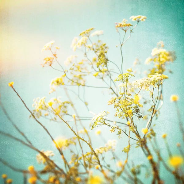 Ros Berryman: Wildflower Tangle by Ros Berryman