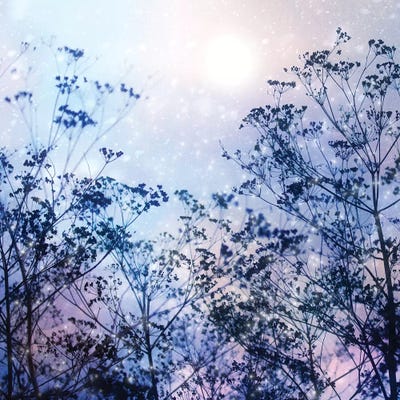 Winter Solstice by Ros Berryman framed canvas print