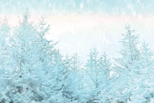 Blue Forest