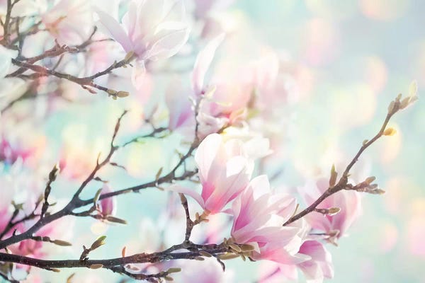 Magnolias: Magnolia Bokeh by Ros Berryman