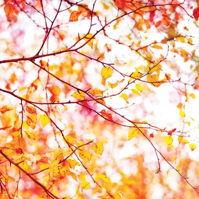 Autumn Colour Pop by Ros Berryman framed canvas print