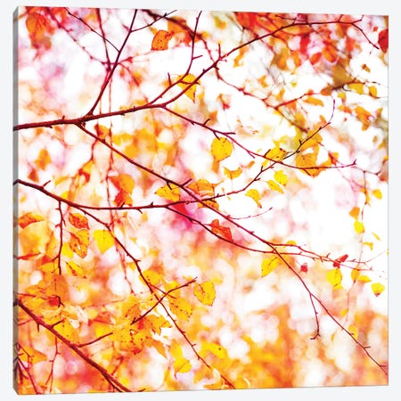 Autumn Colour Pop Canvas Print #RBM81} by Ros Berryman Canvas Print
