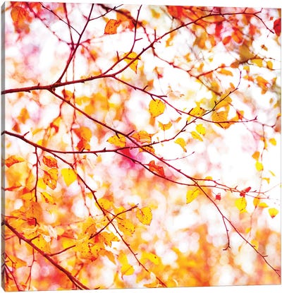 Autumn Colour Pop Canvas Art Print - Ros Berryman
