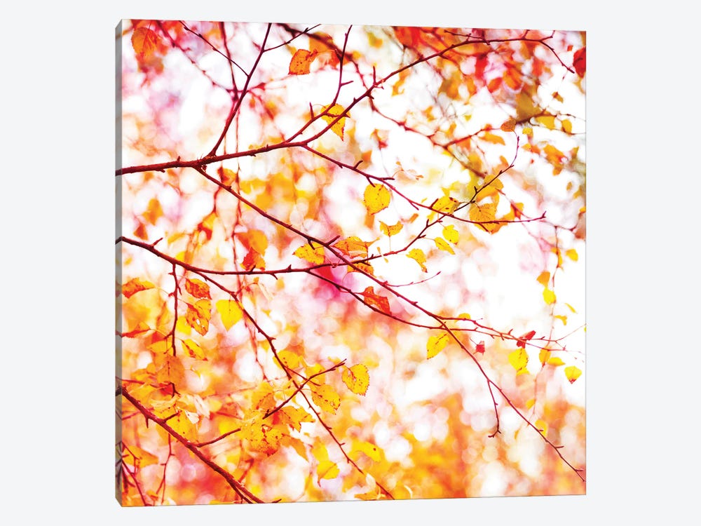 Autumn Colour Pop by Ros Berryman 1-piece Canvas Art Print