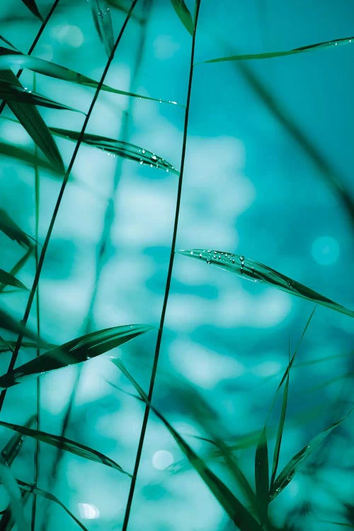 Raindrops On Reeds