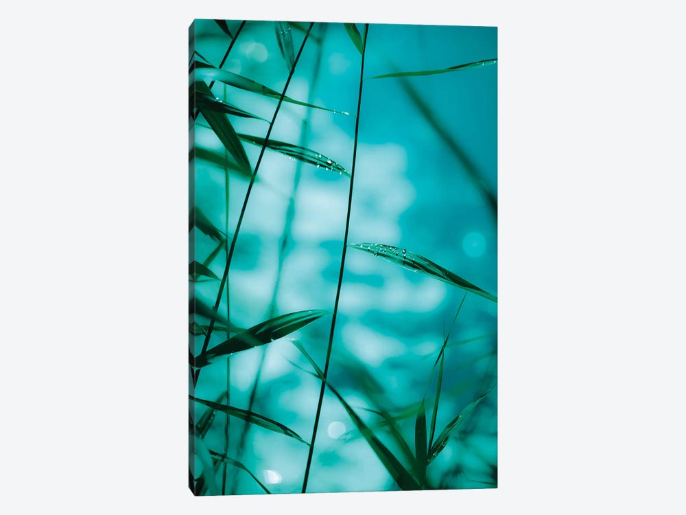 Raindrops On Reeds by Ros Berryman 1-piece Canvas Wall Art