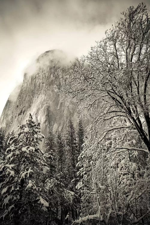 El Capitan and black oak in winter, Yosemite National Park, California, USA