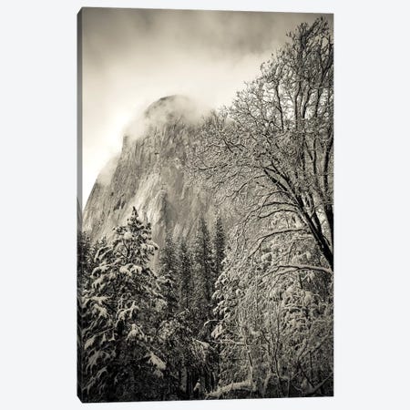 El Capitan and black oak in winter, Yosemite National Park, California, USA Canvas Print #RBS10} by Russ Bishop Canvas Artwork