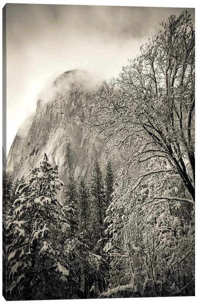 El Capitan and black oak in winter, Yosemite National Park, California, USA Canvas Art Print
