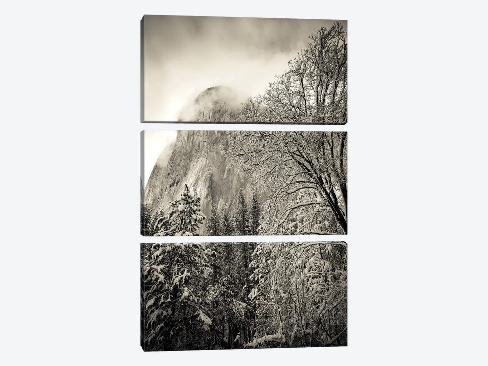 El Capitan and black oak in winter, Yosemite National Park, California, USA by Russ Bishop 3-piece Canvas Print